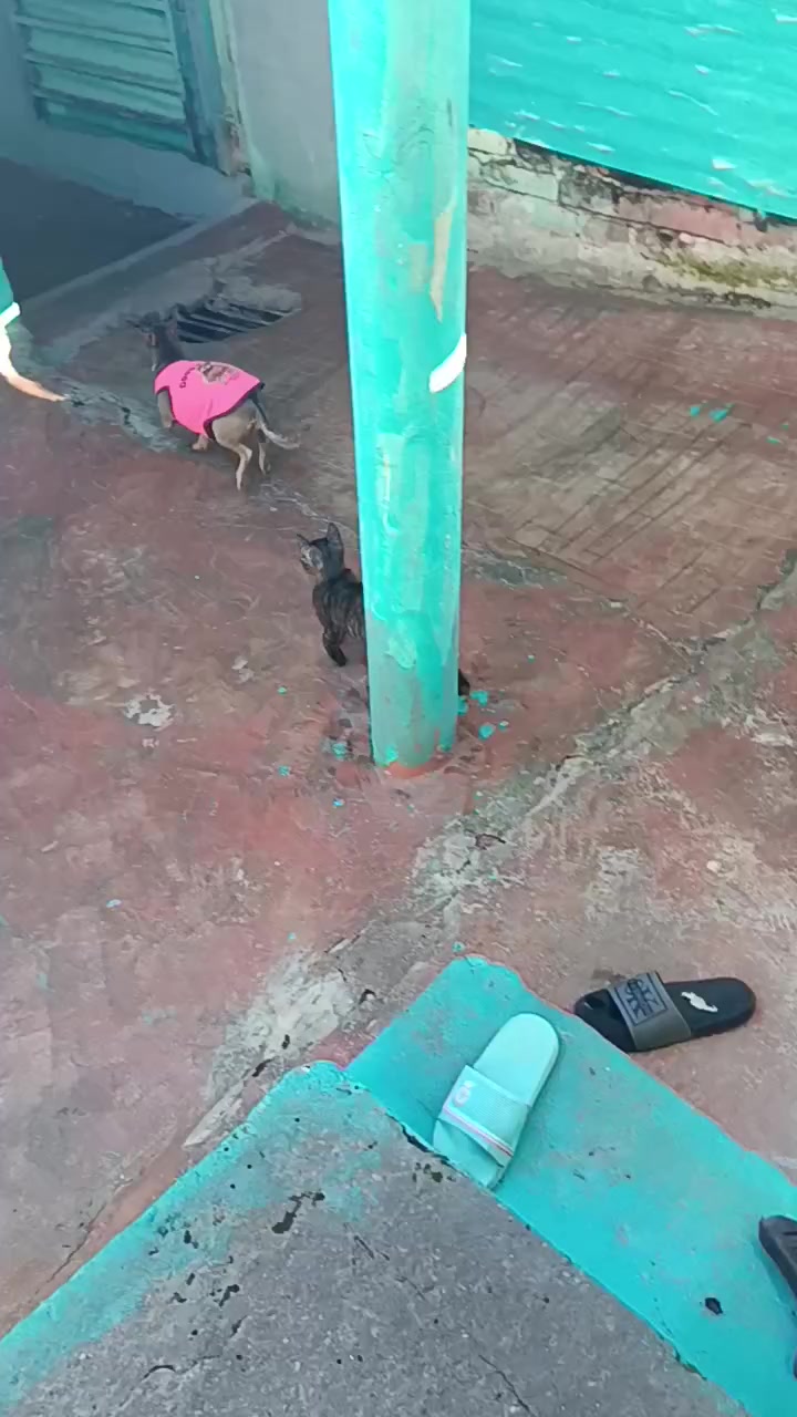 @ayudando perritos