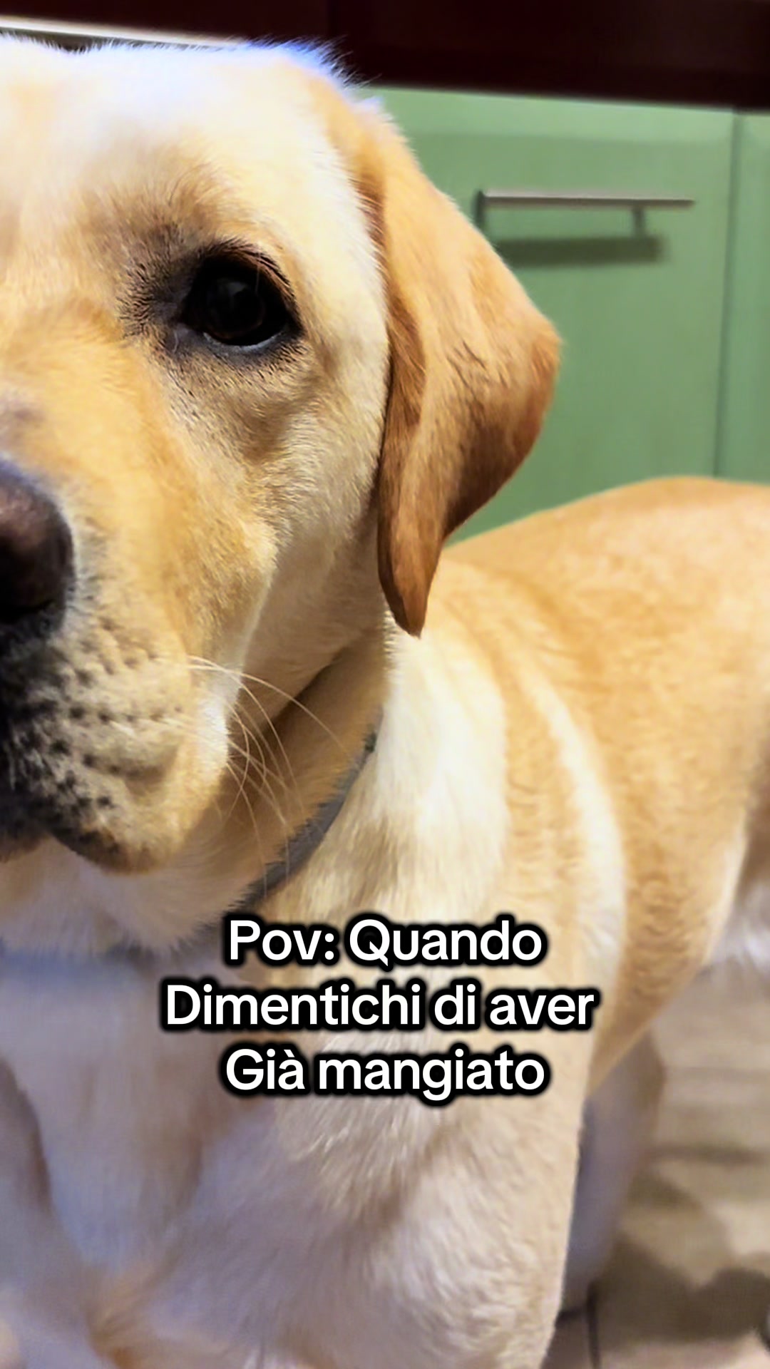 @ALMA_labradorRetriever