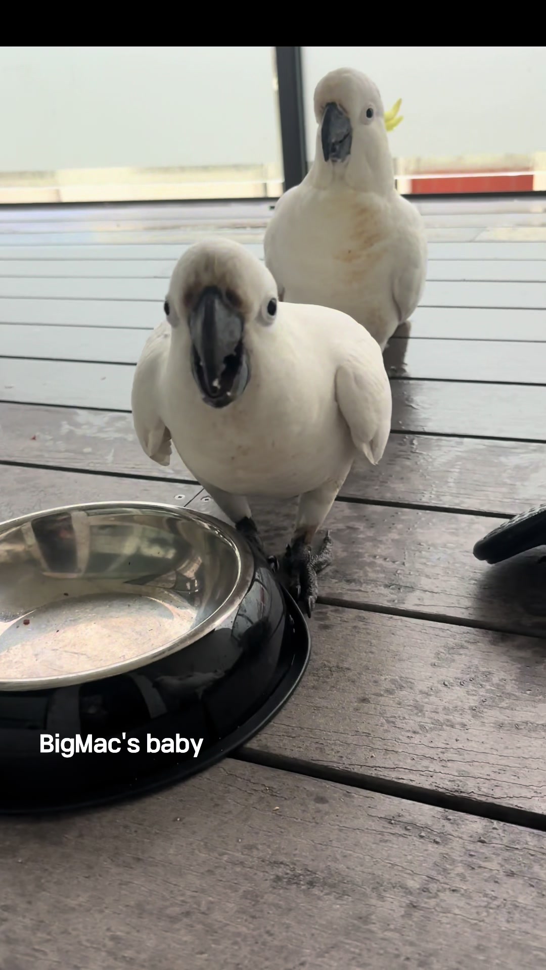 @aussie.cockatoo