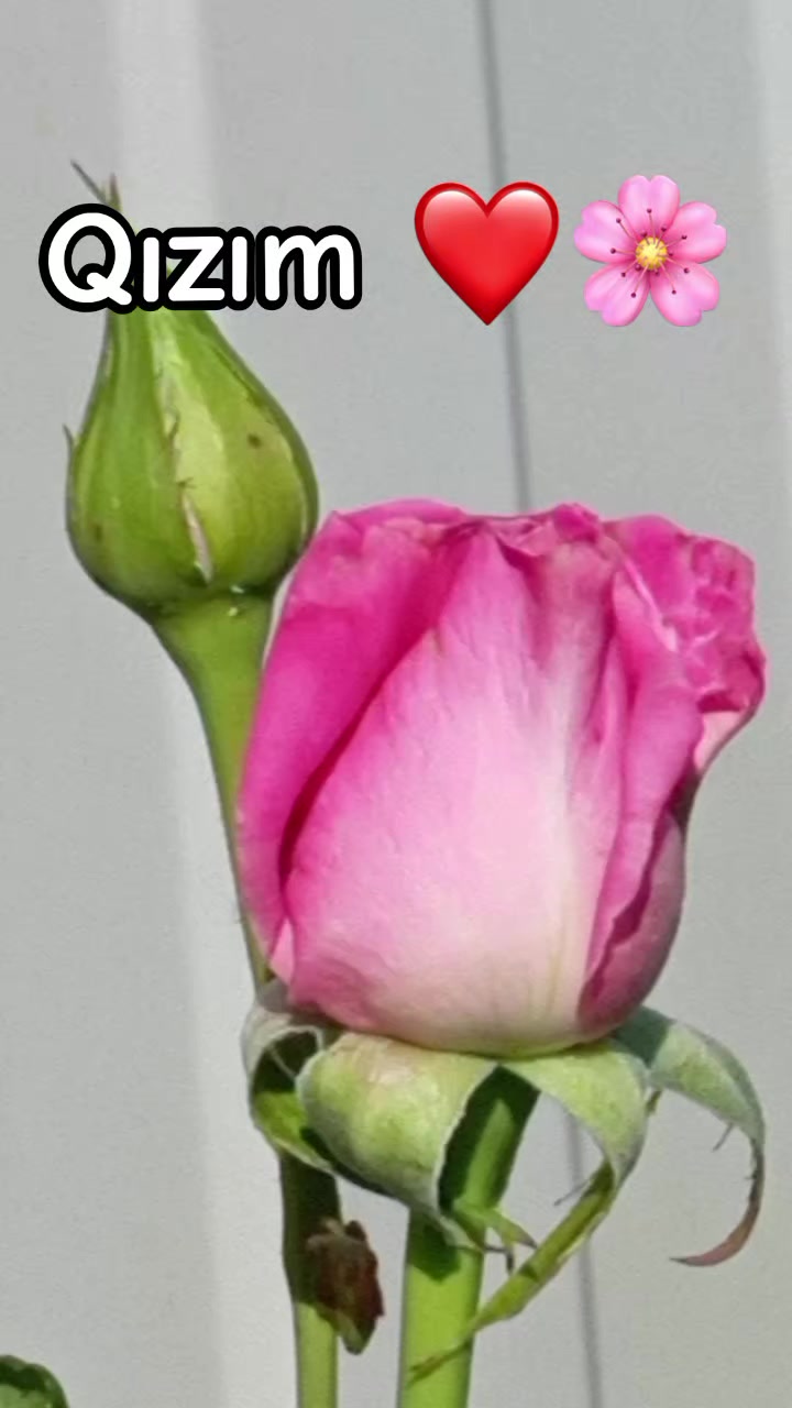 @♡𝙈𝙞𝙣𝙣𝙤𝙨̧➷♡🌸