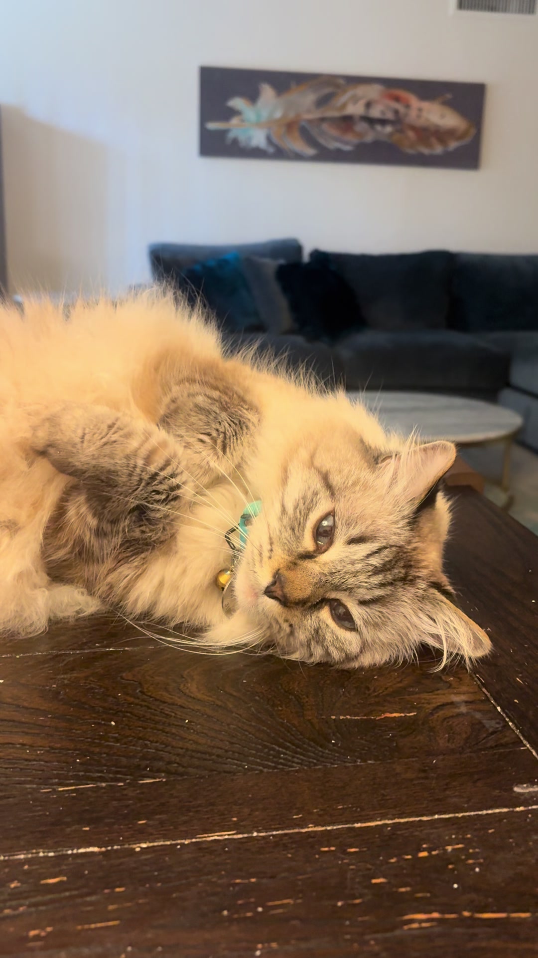 @Brock Meowsnar