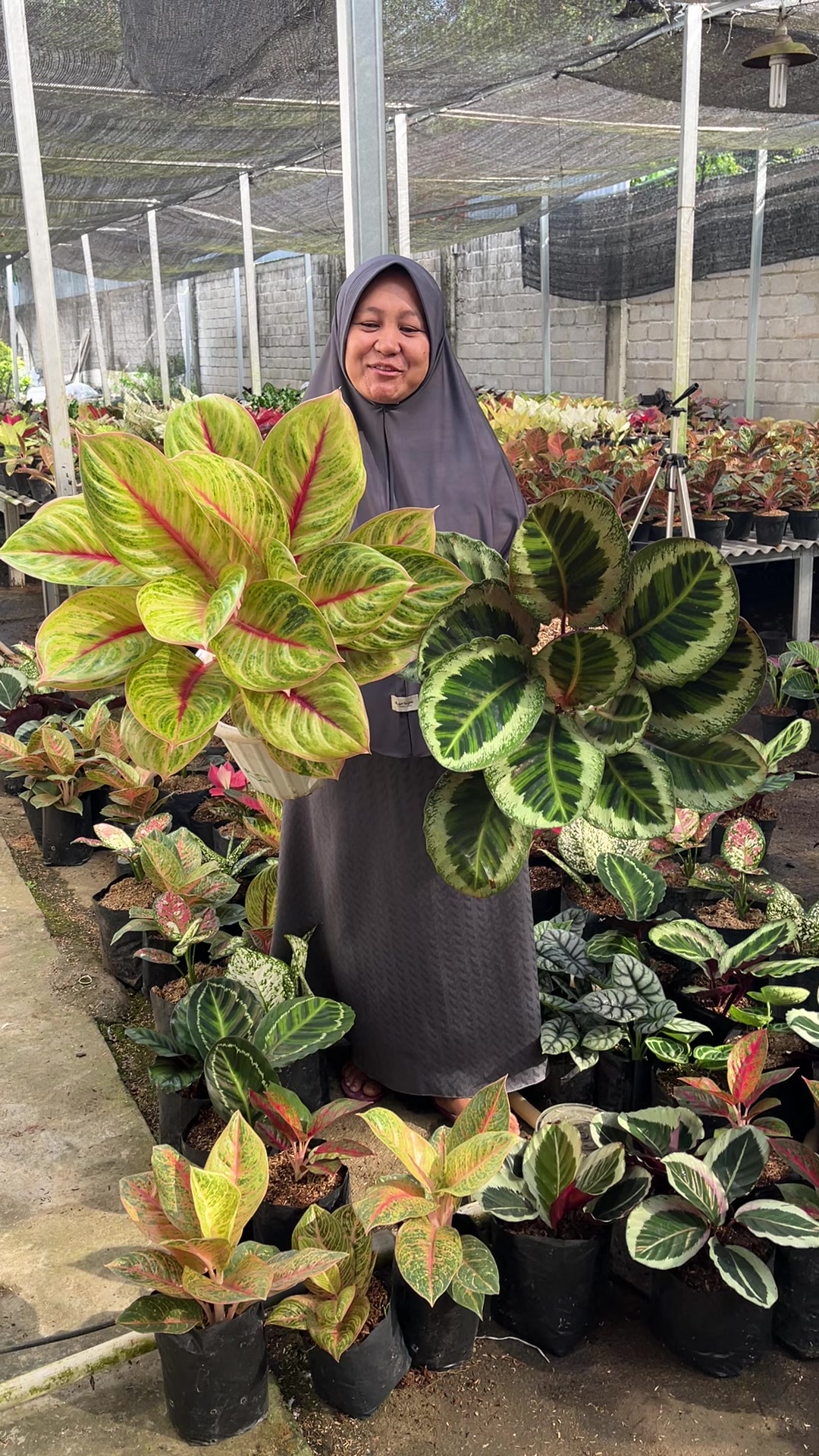@Amila Flowers