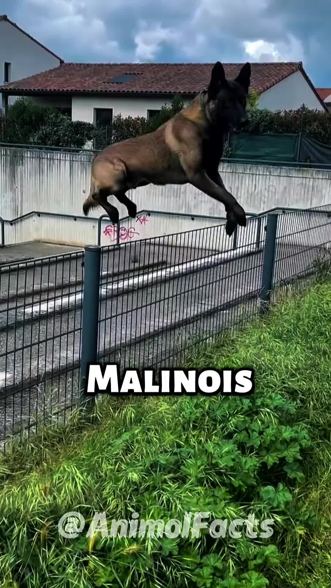 @animolfacts
