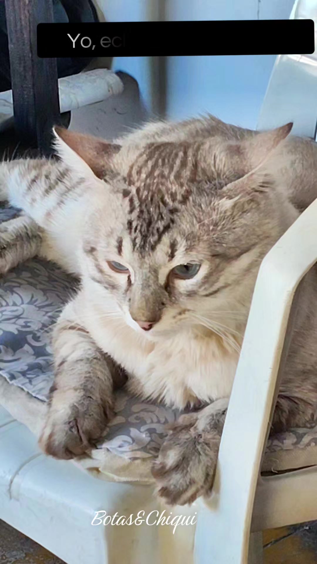 @Onda/Felina