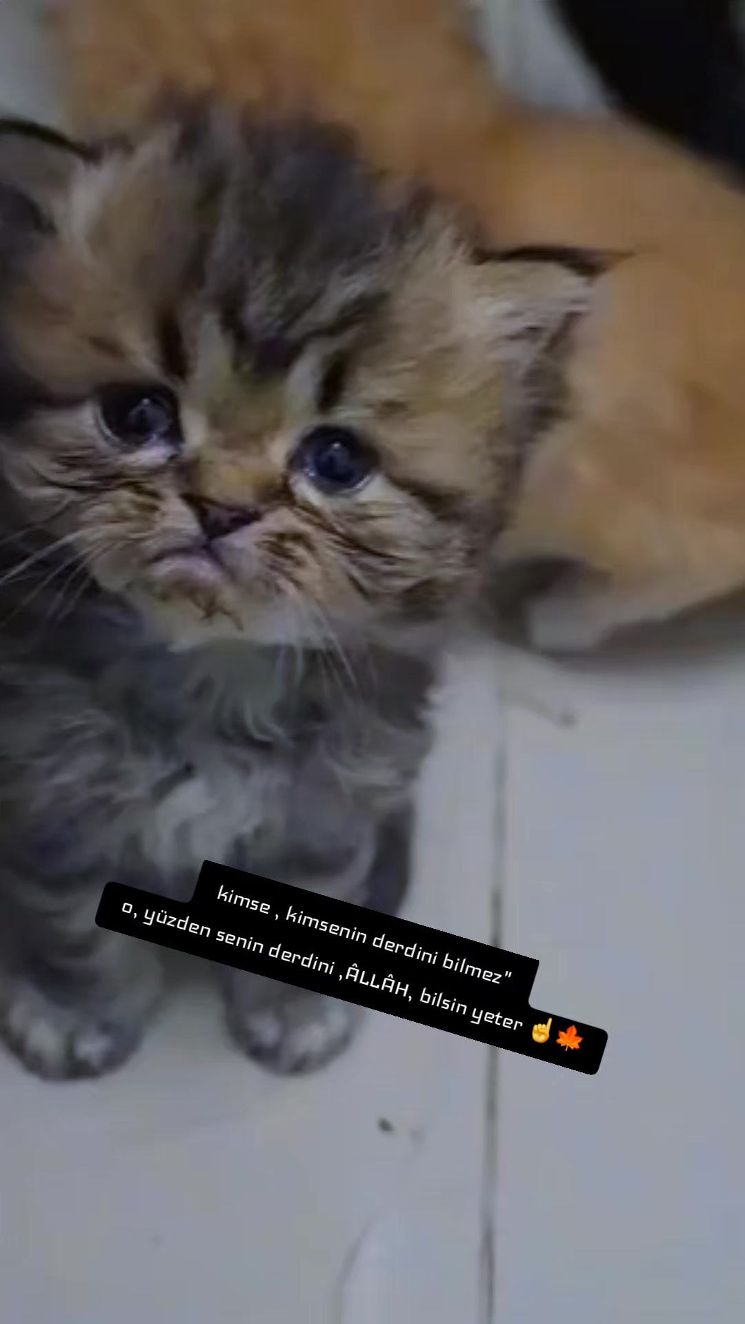 @Yusuf Gün493