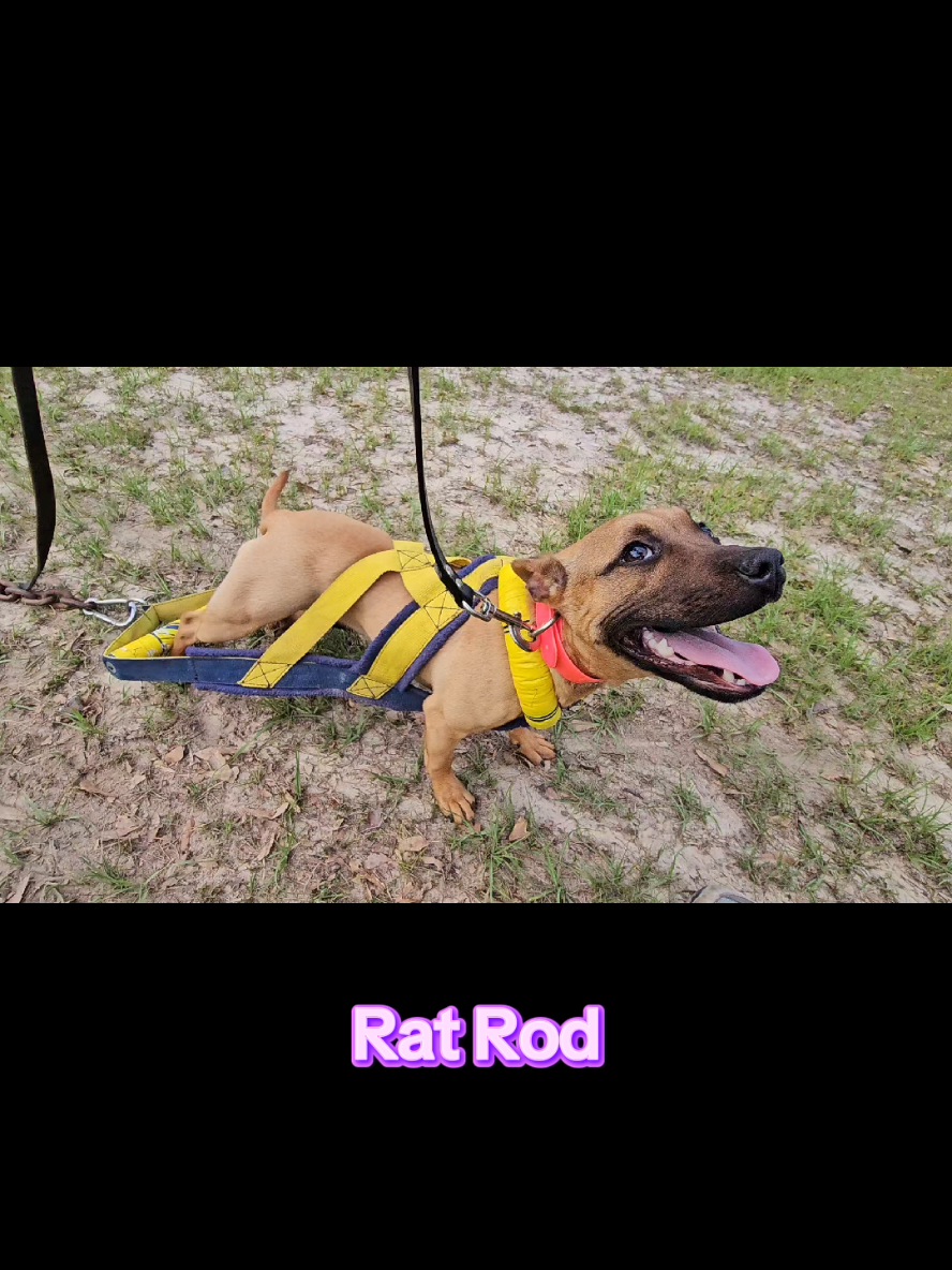 @RedCreekKennels