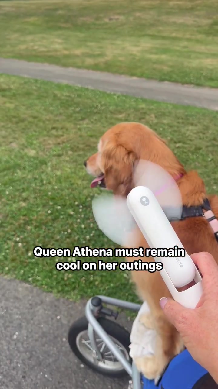 @AthenaTheGoldenQueen