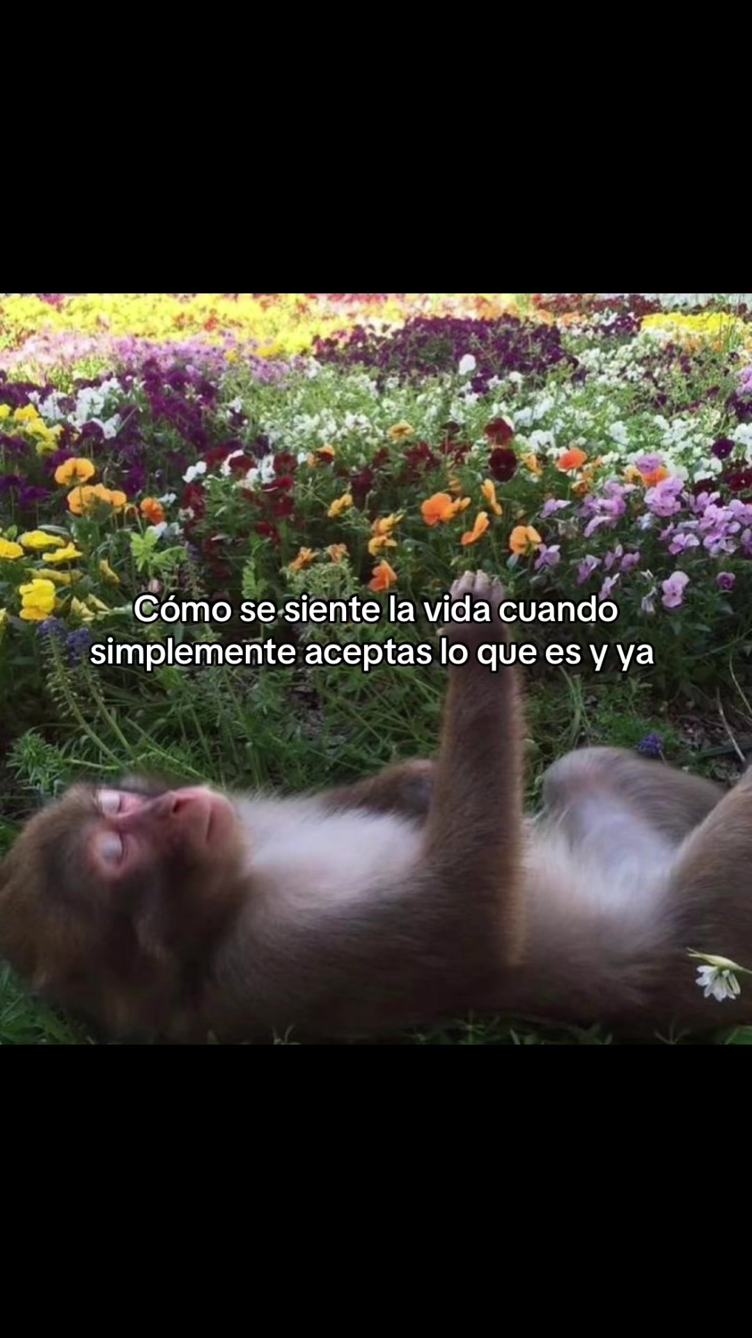@Selenemirror