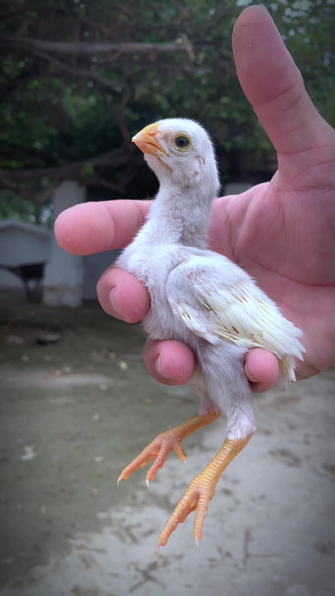 @Birds_Goat