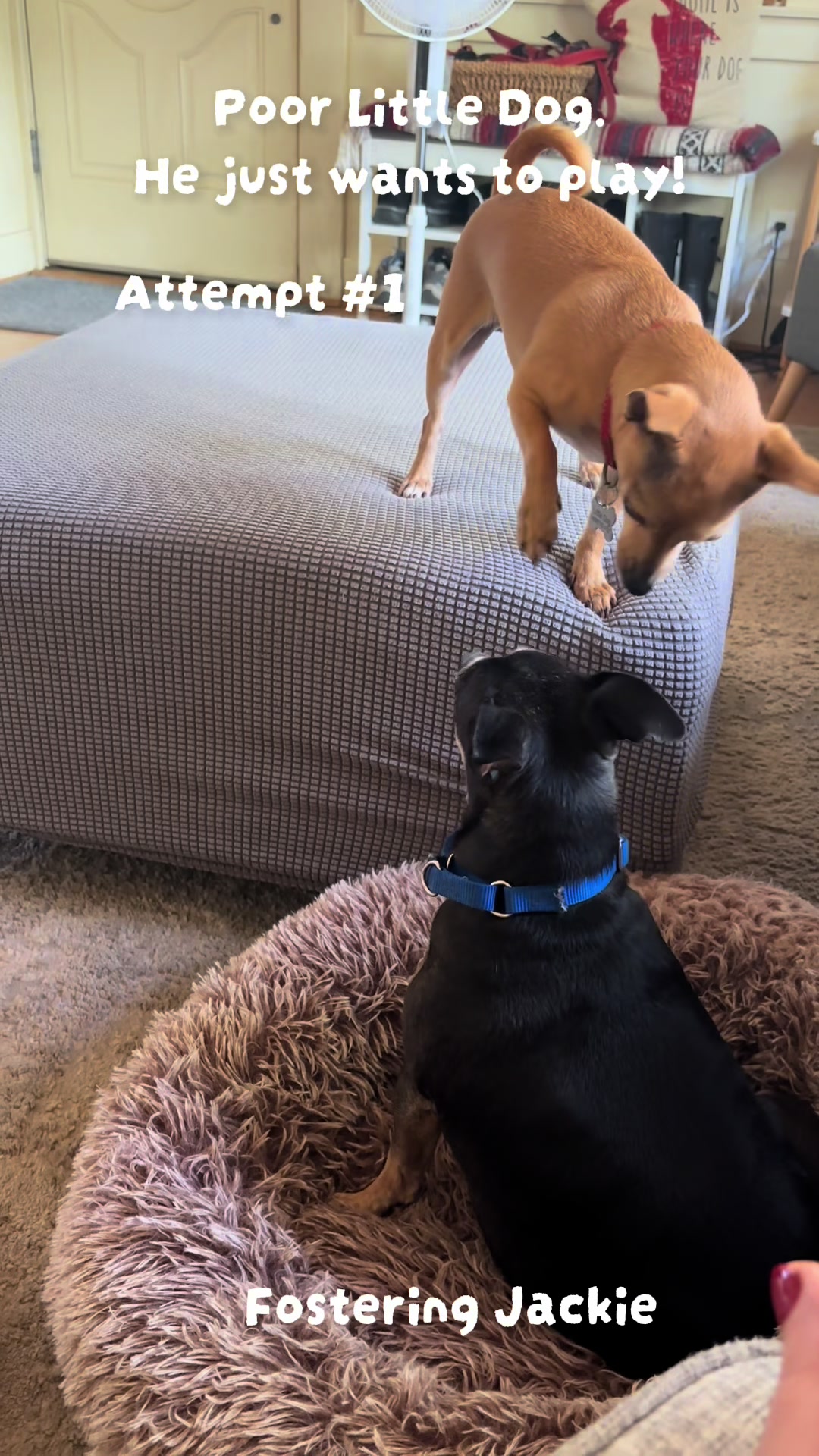 @LittleDog&Bogie