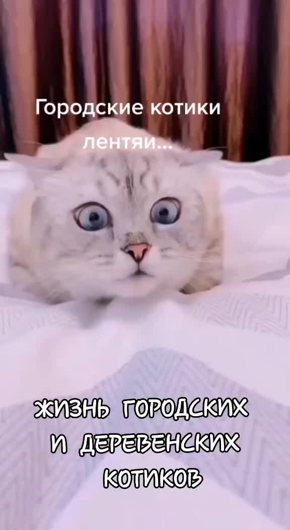 @GlaMurka🐈
