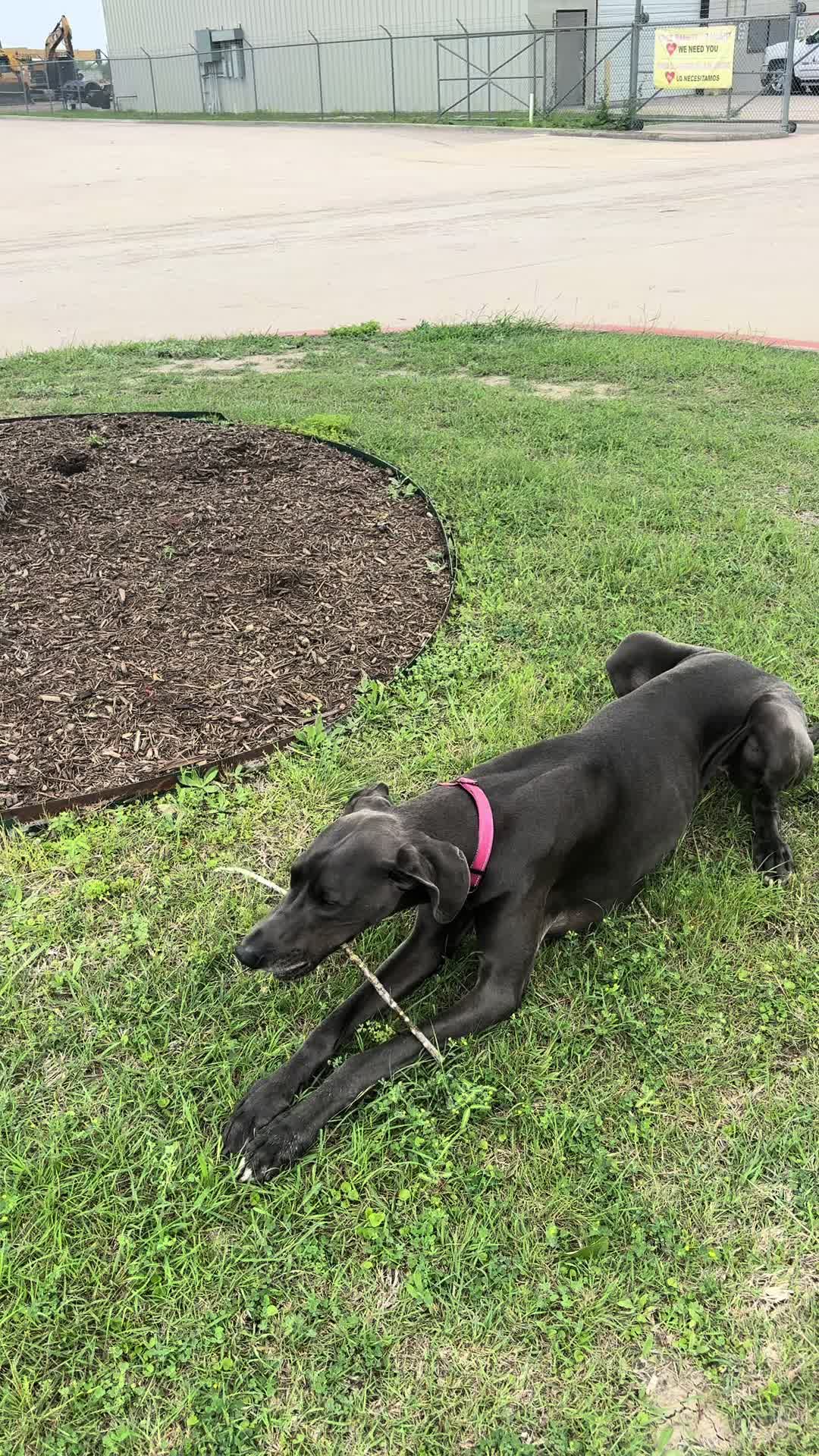 @janethegreatdane