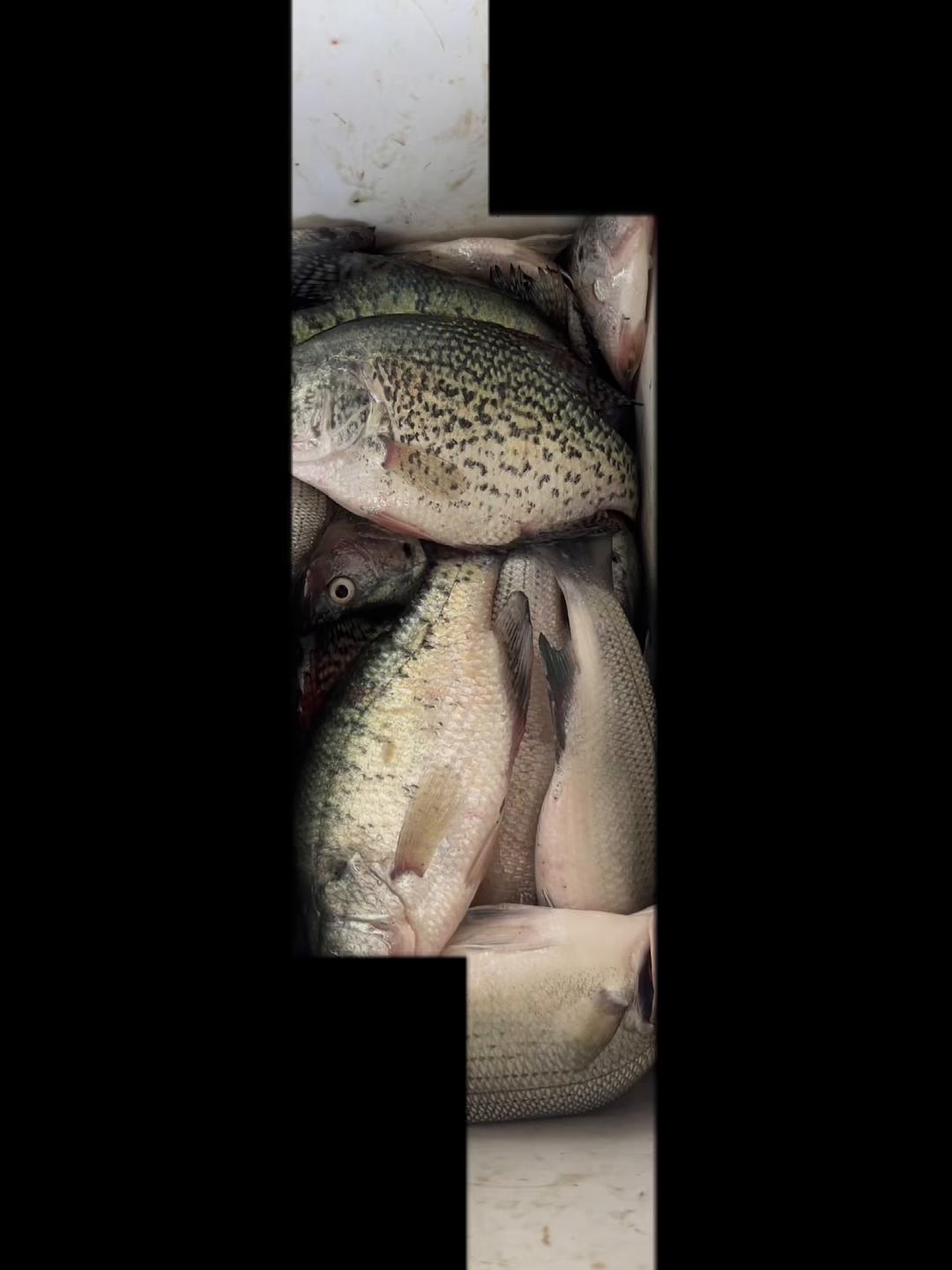 @Dave’s Lazy Baits