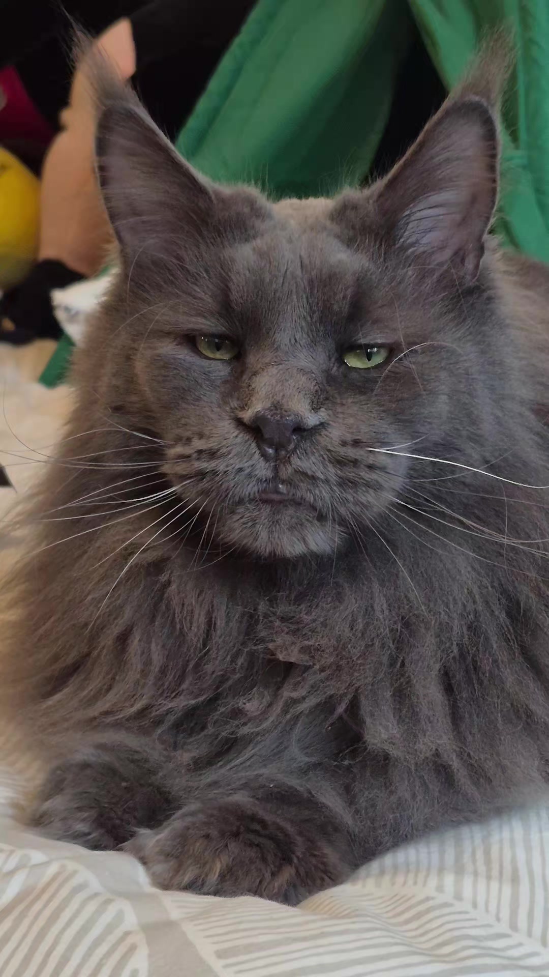 @Ragnar the Maine Coon 🐈