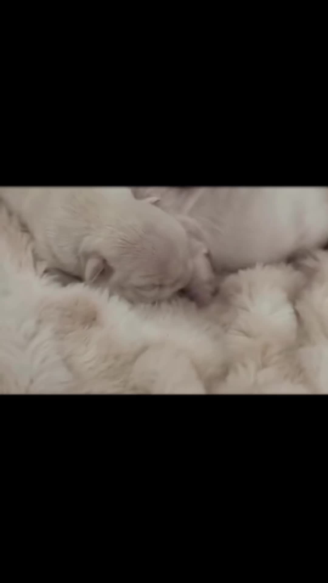 @directedby_sosa