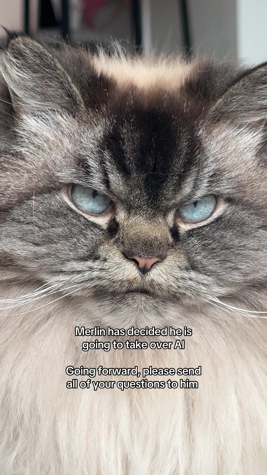 @Merlin Ragdoll