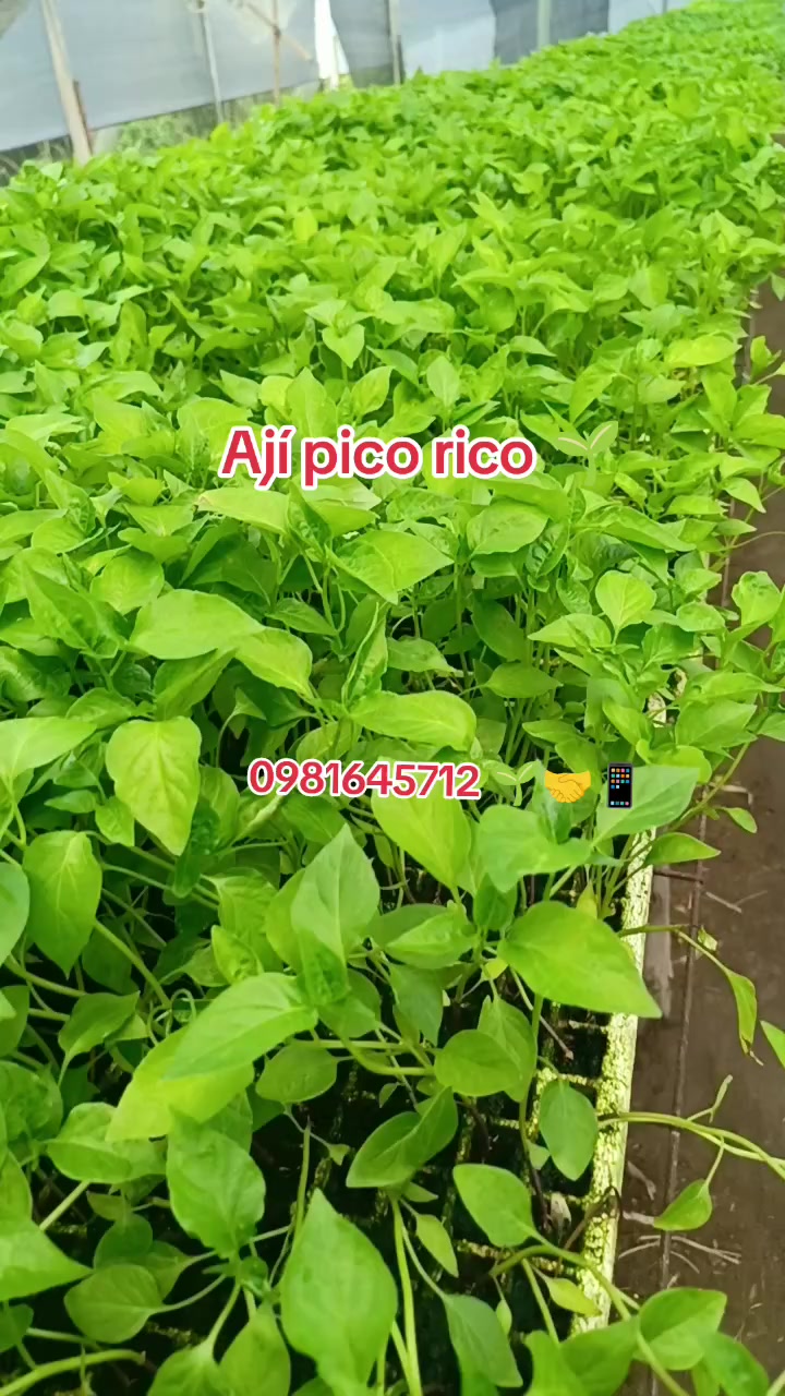 @Germi Plantas 🌱