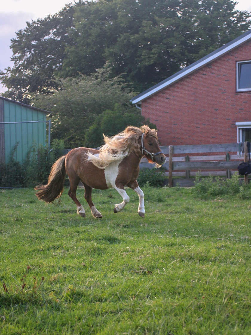 @Josys_Ponyhof-leben