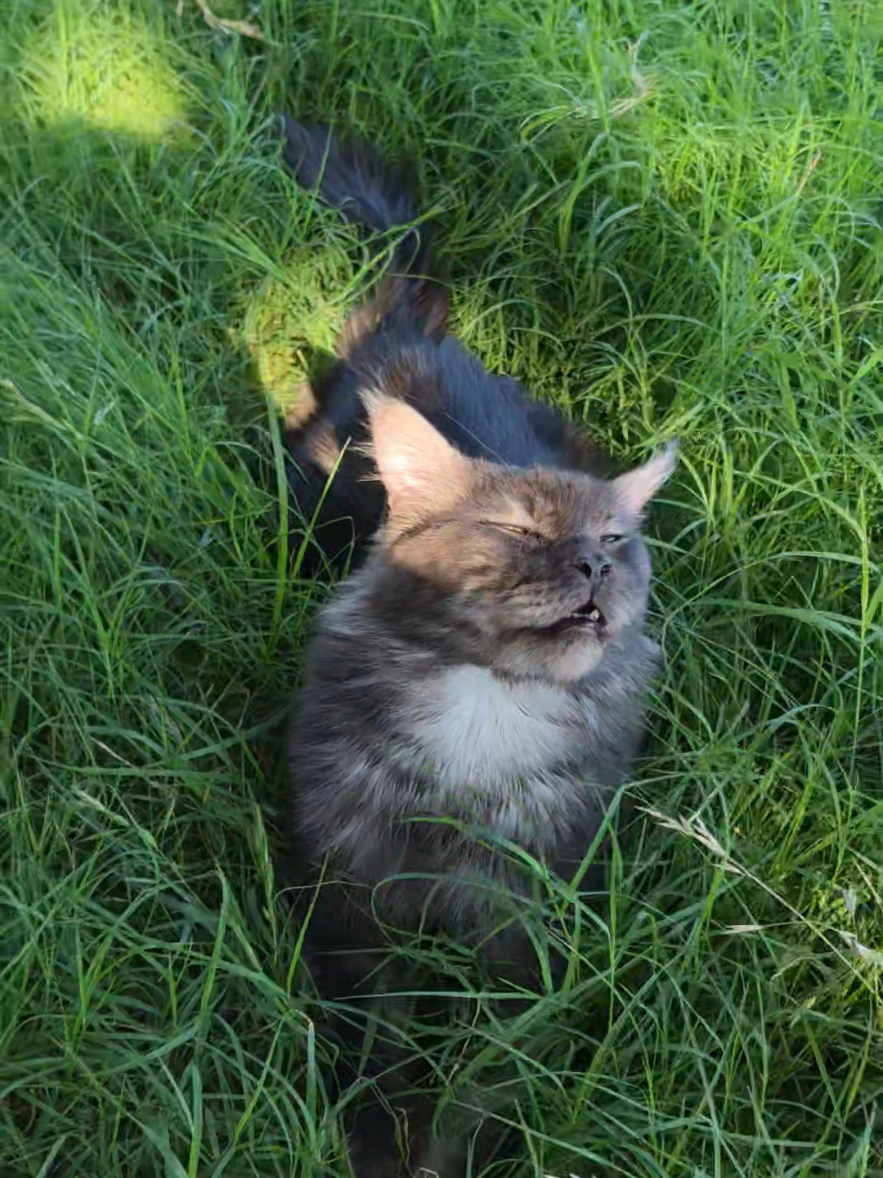 @Peaky Claws Cattery