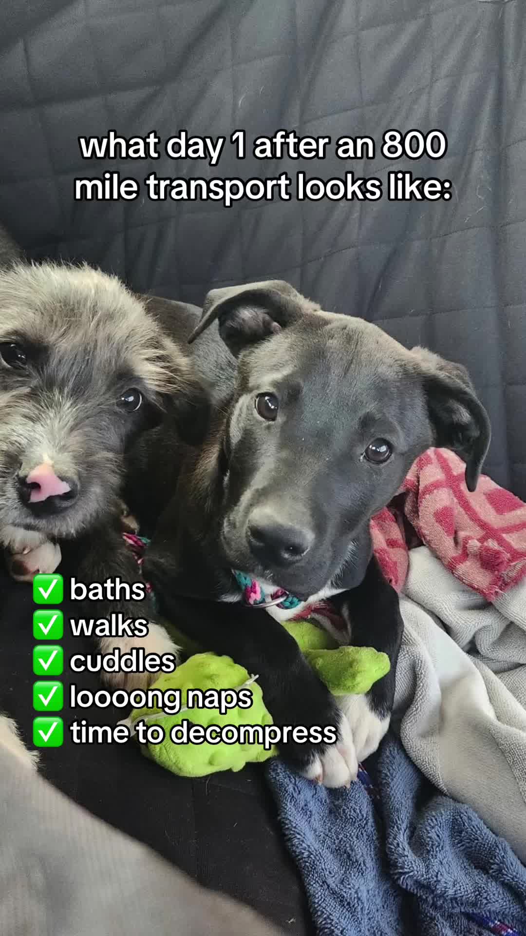 @Underdog Pet Rescue of WI