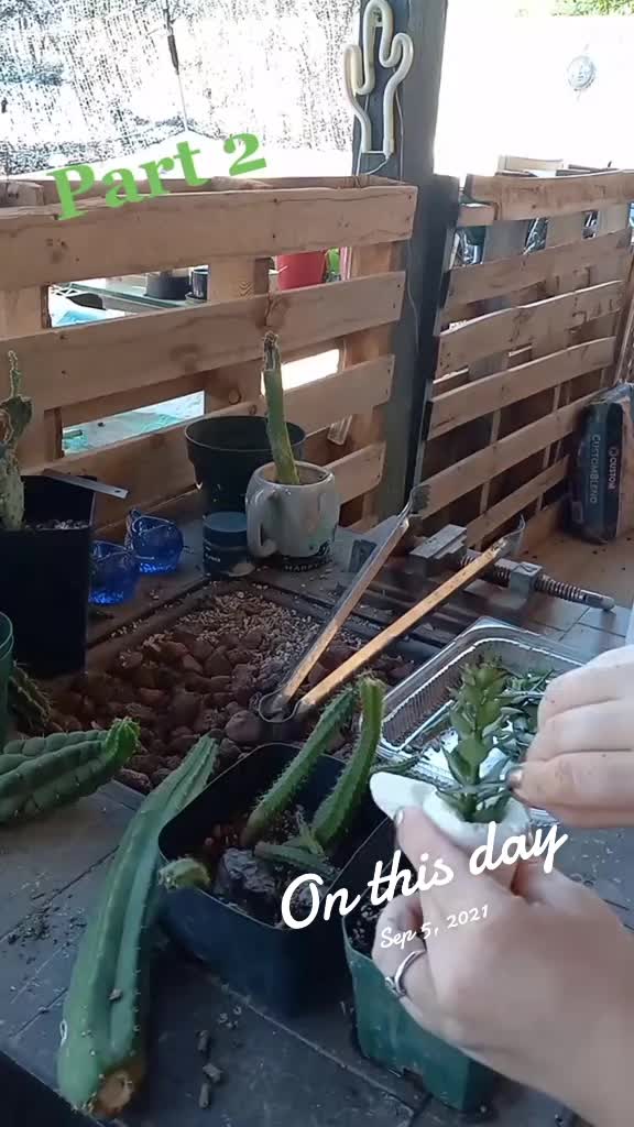 @cactifam