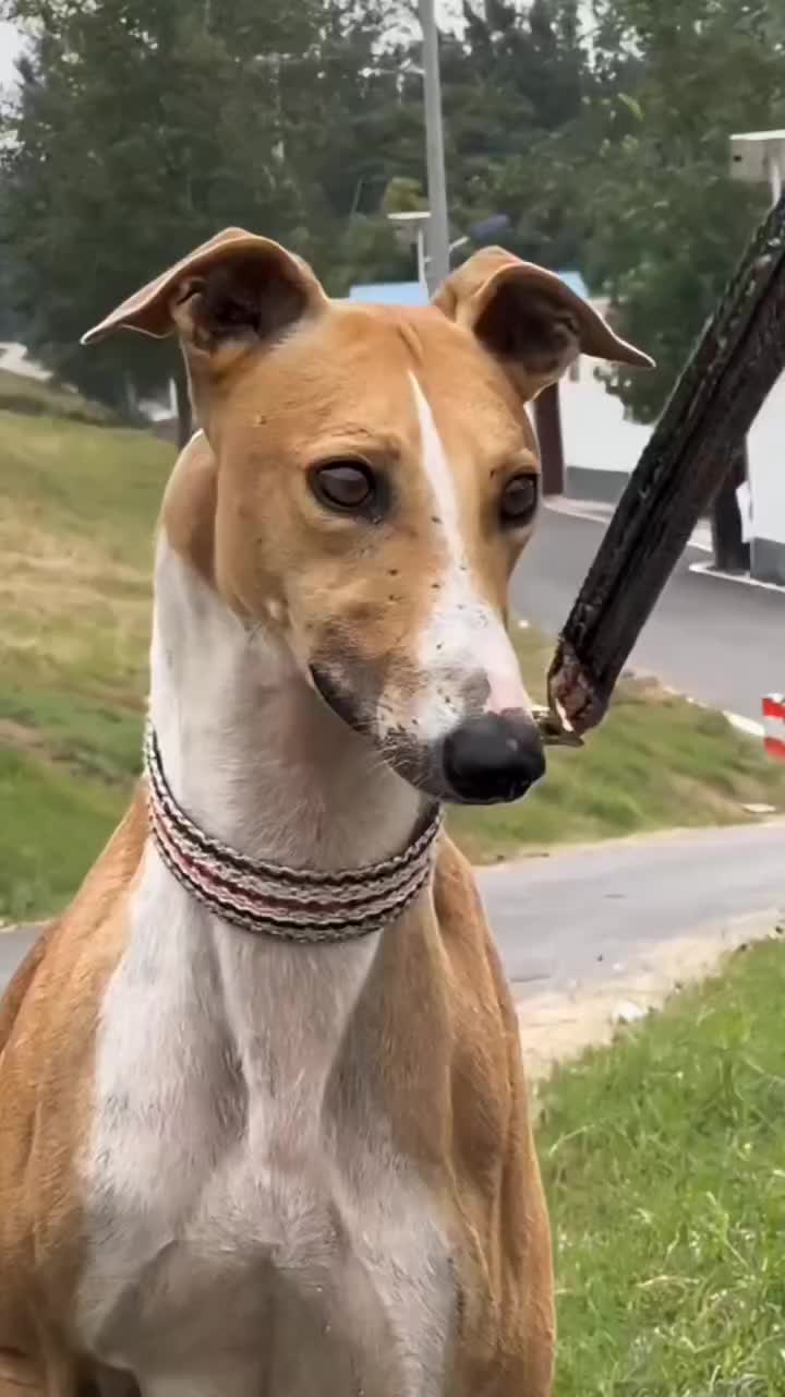 @Gₕₐₗₑₘ_Mₒₙₐcₒ🇪🇸🇪🇸