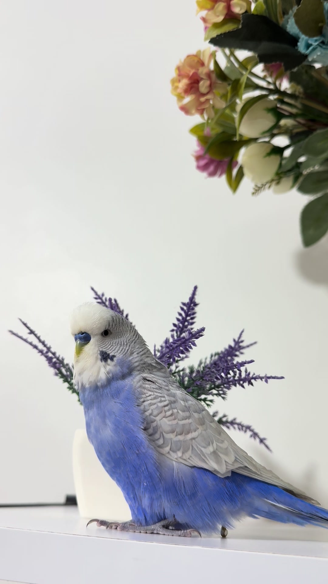 @𝗚𝗔𝗠𝗭𝗘 🌟🍓