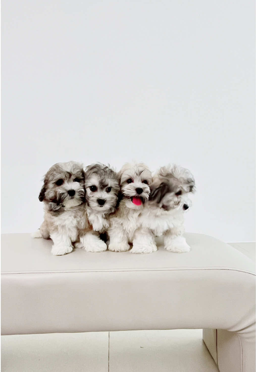 @Monseri Puppy