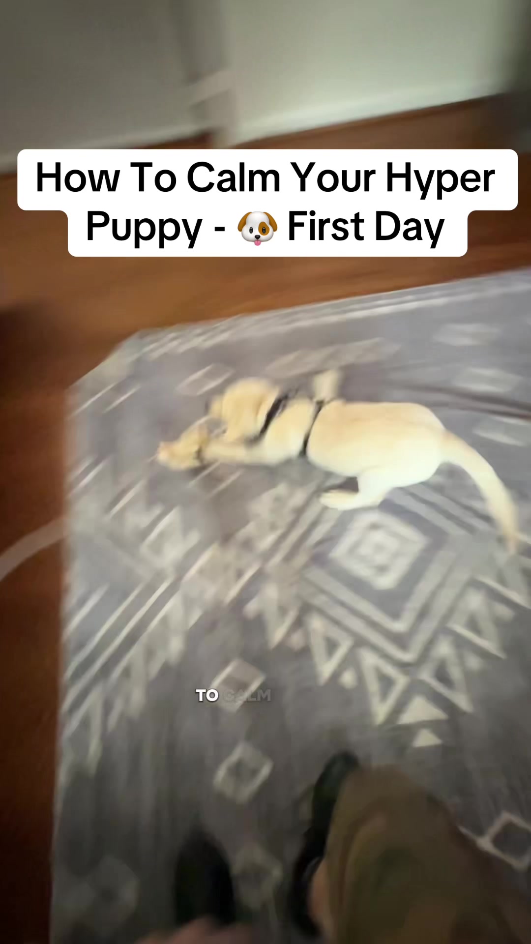 @Best Buddy Dog Trainer LLC