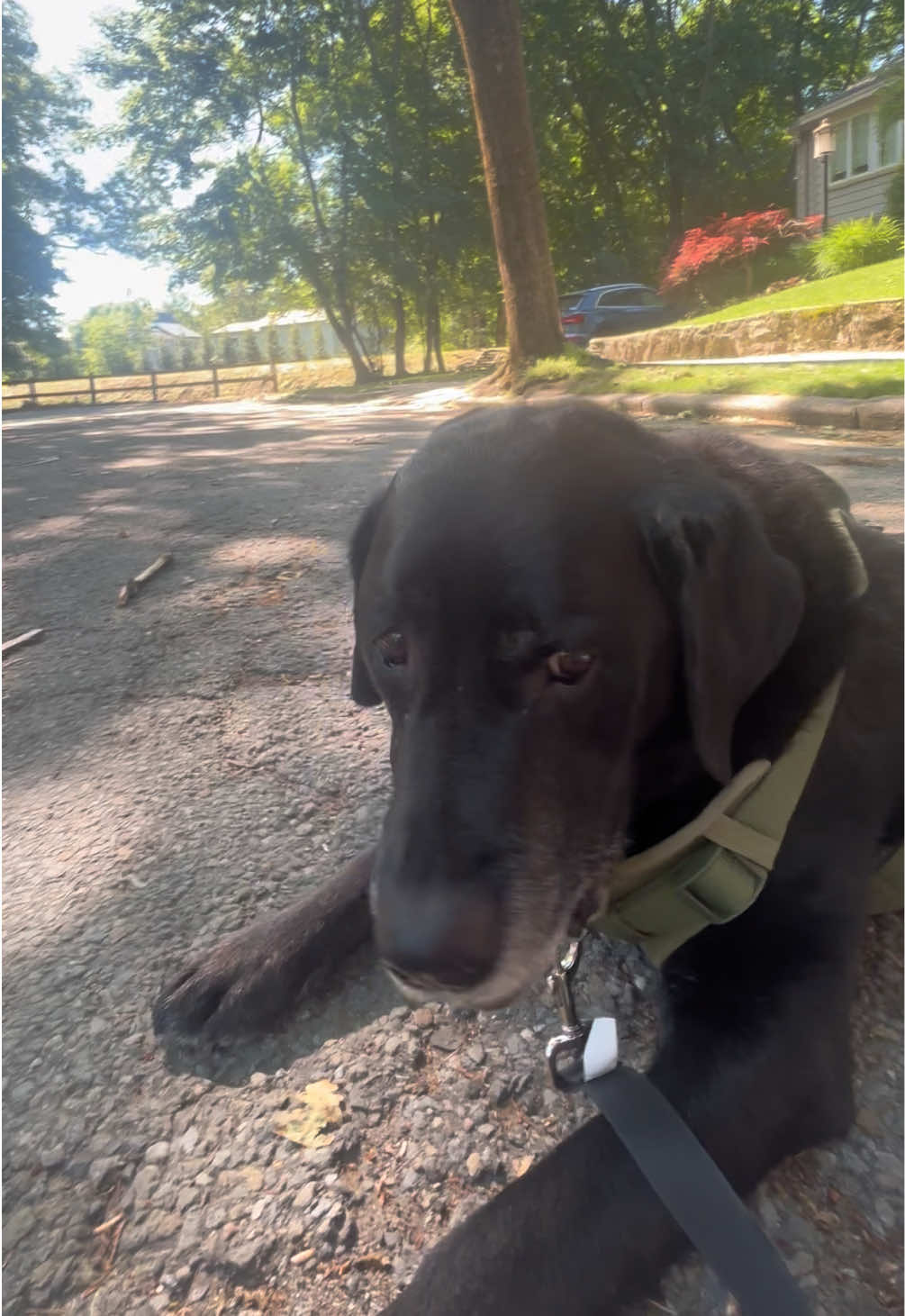 @rubenblacklab