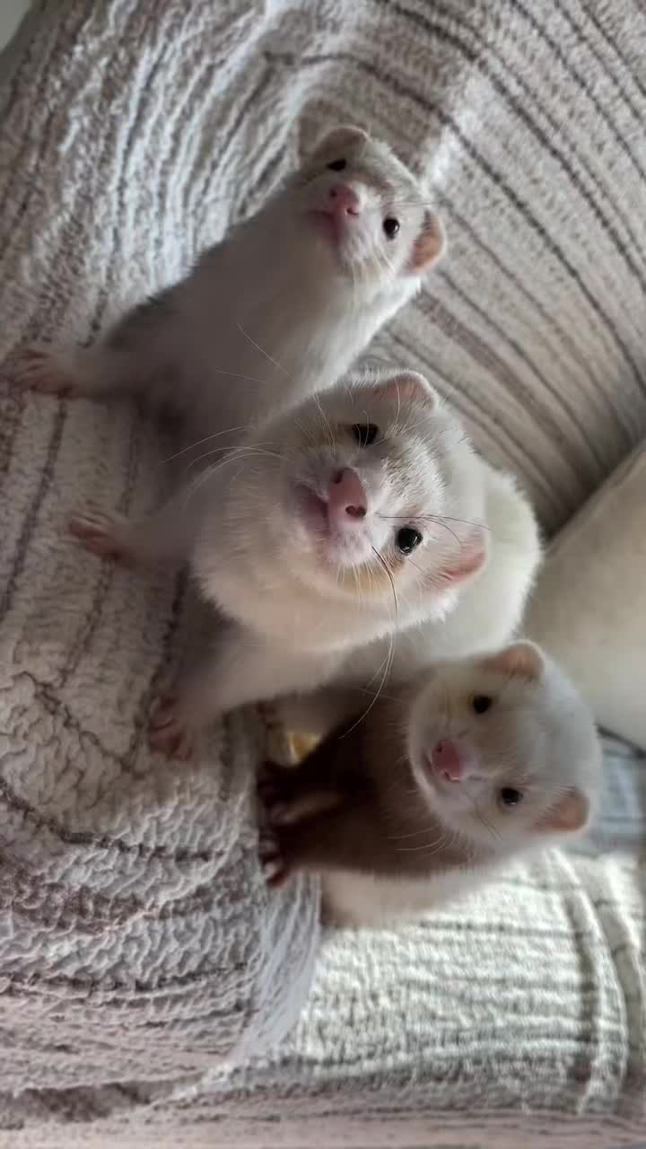 @Little star ferrets