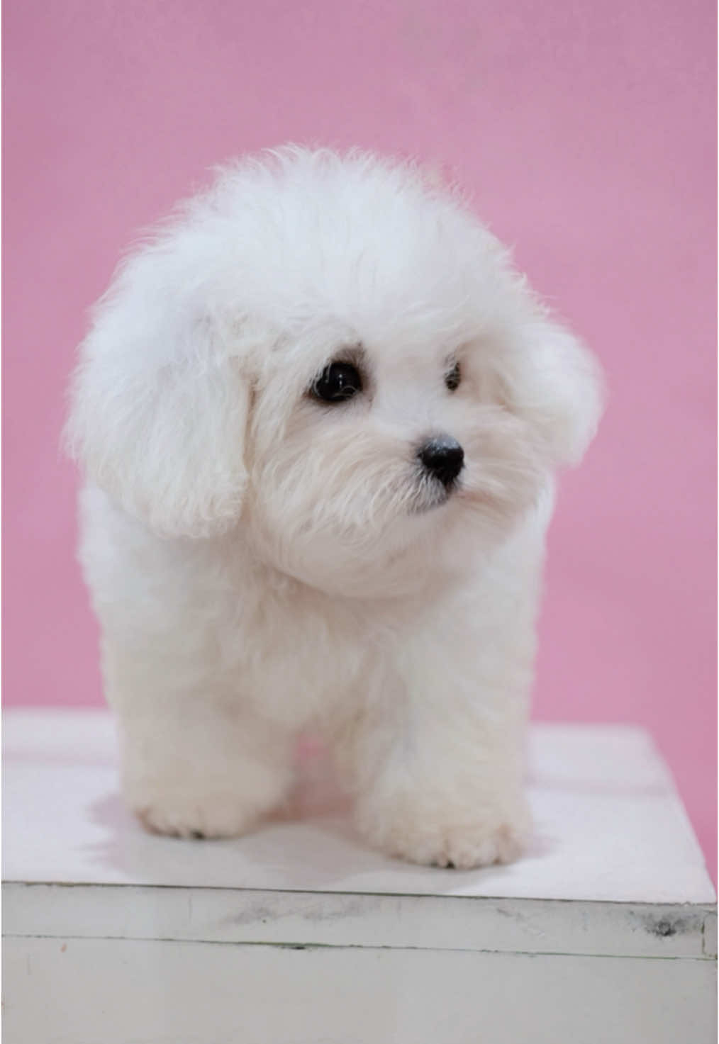 @Monseri Puppy