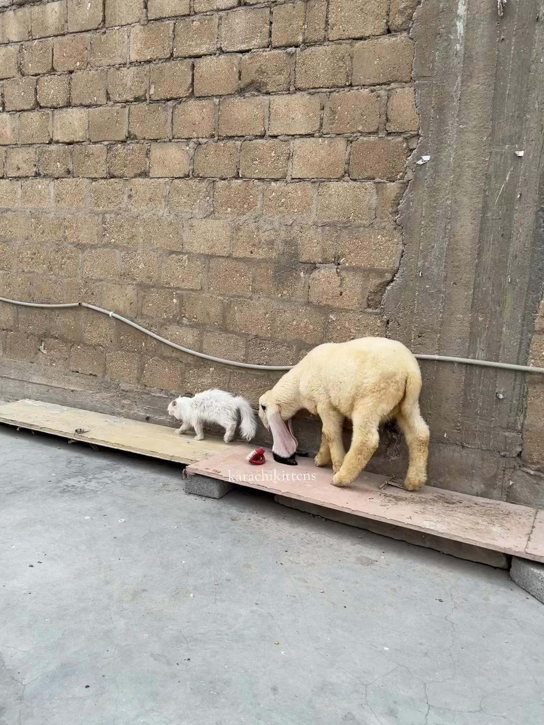 @karachikittens