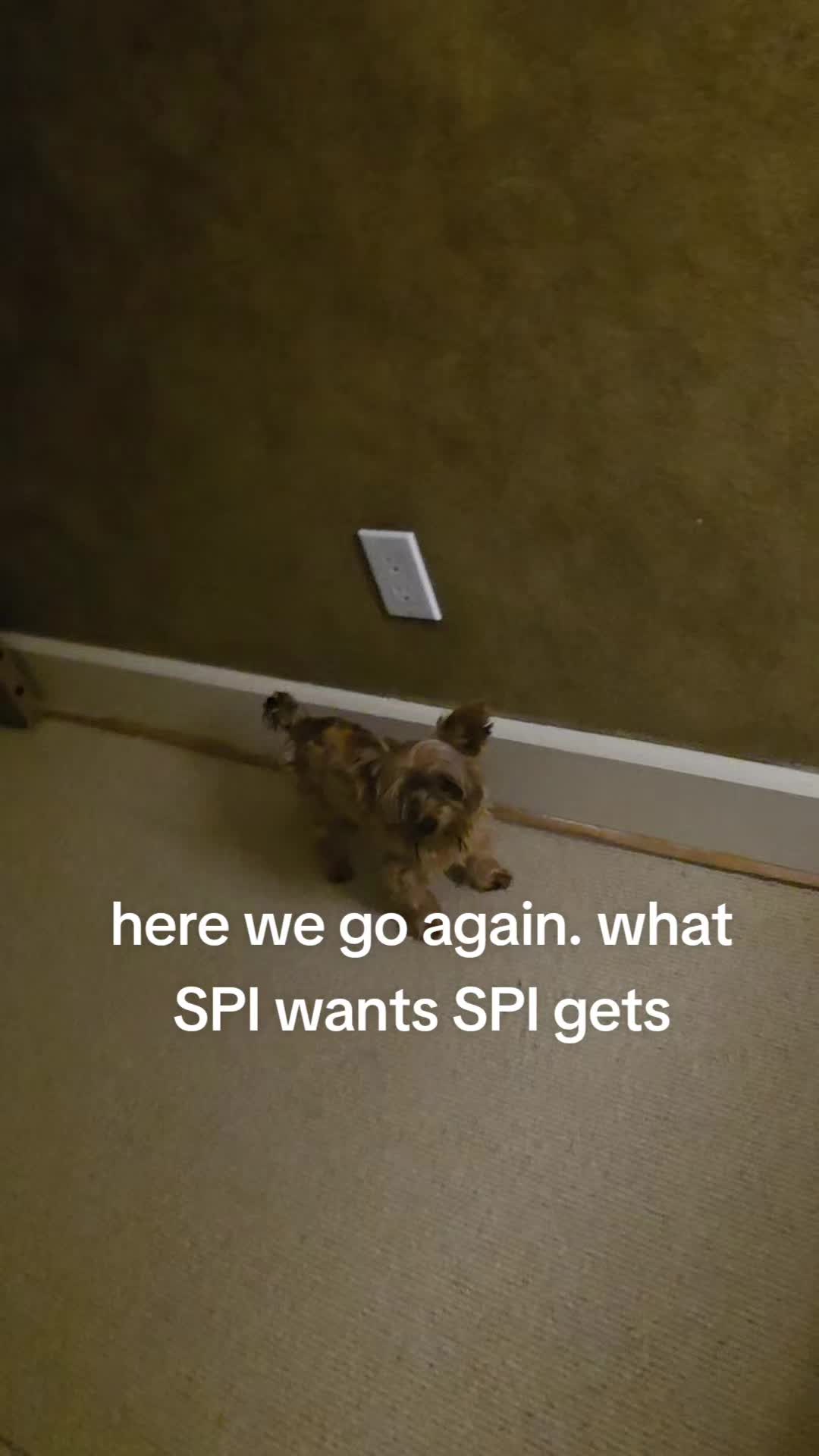 @spi.liciOSO