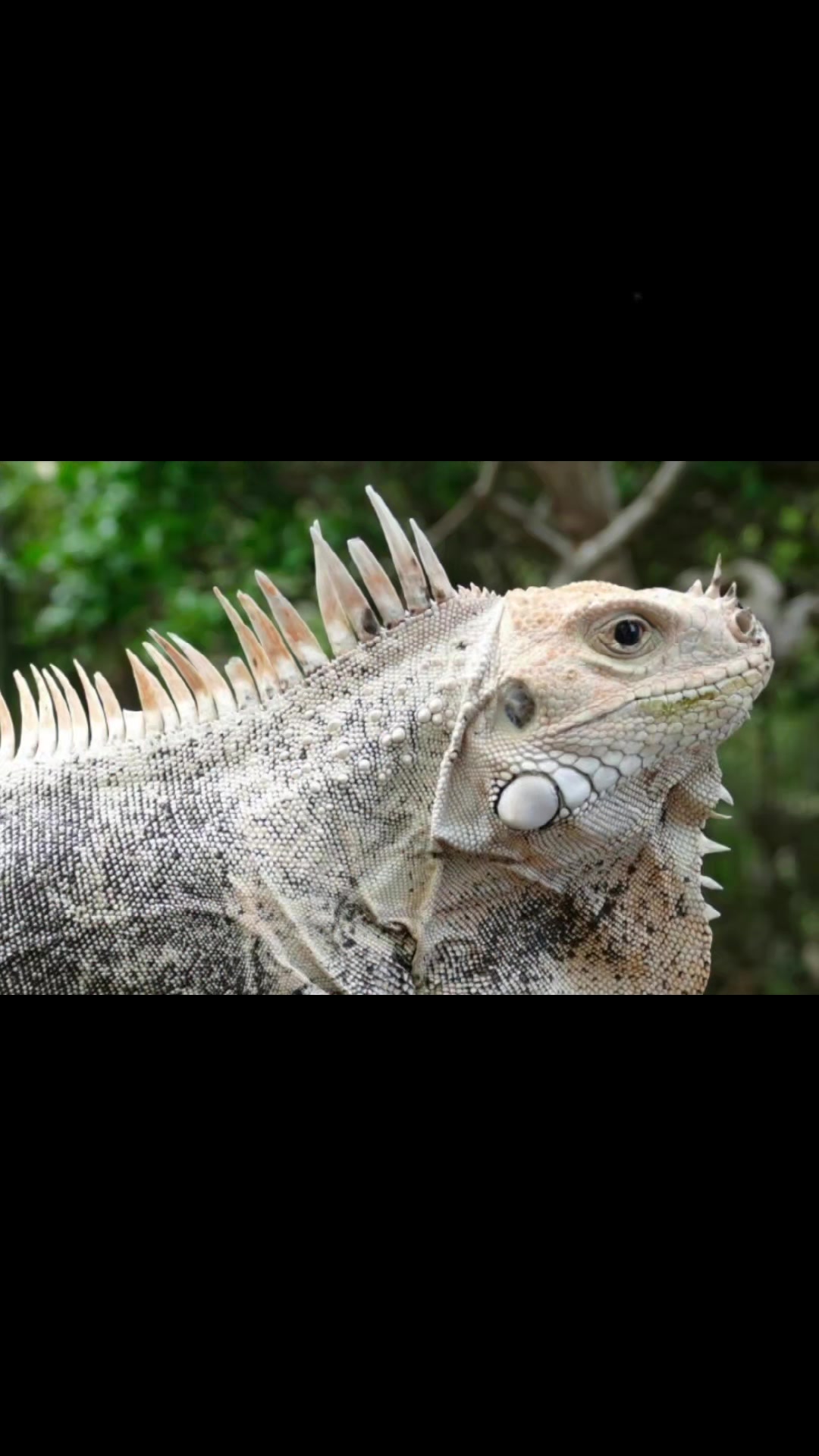 @Sacred Geckos and Exotics
