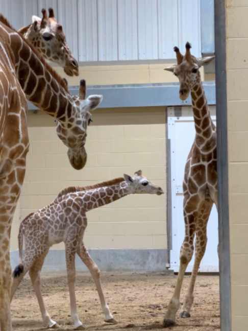 @The Toledo Zoo