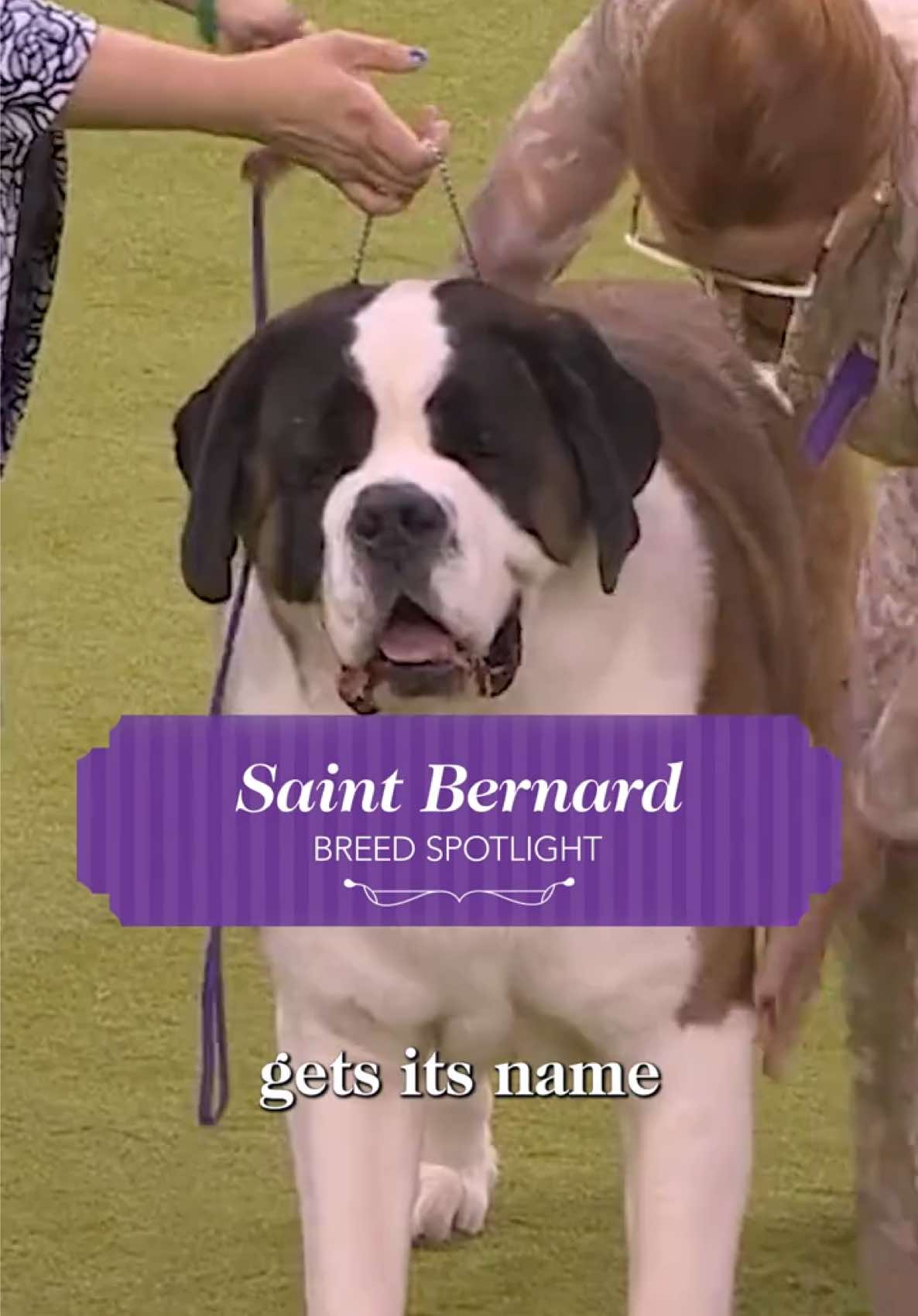 @Westminster Kennel Club