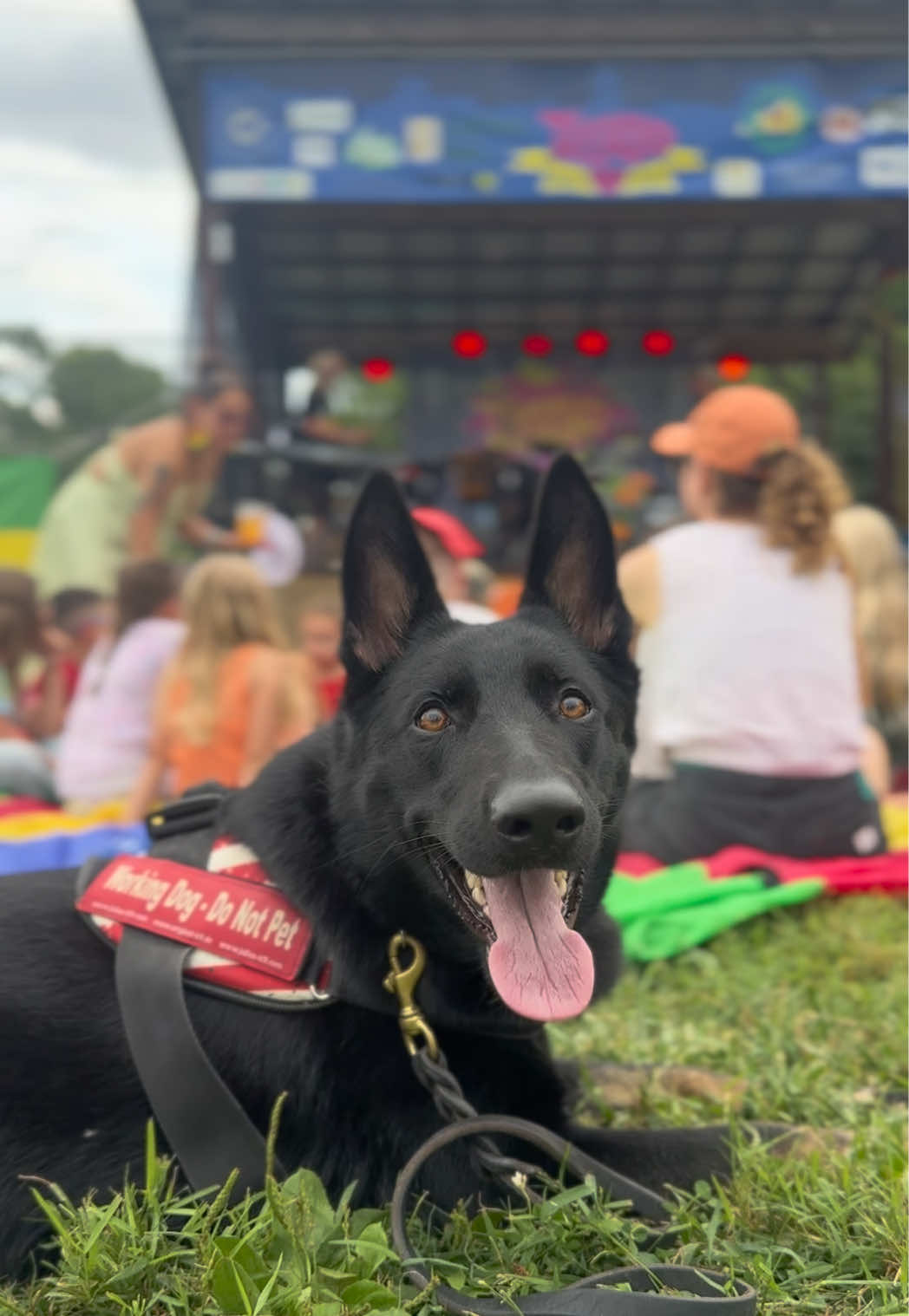 @Protection Dog Sales