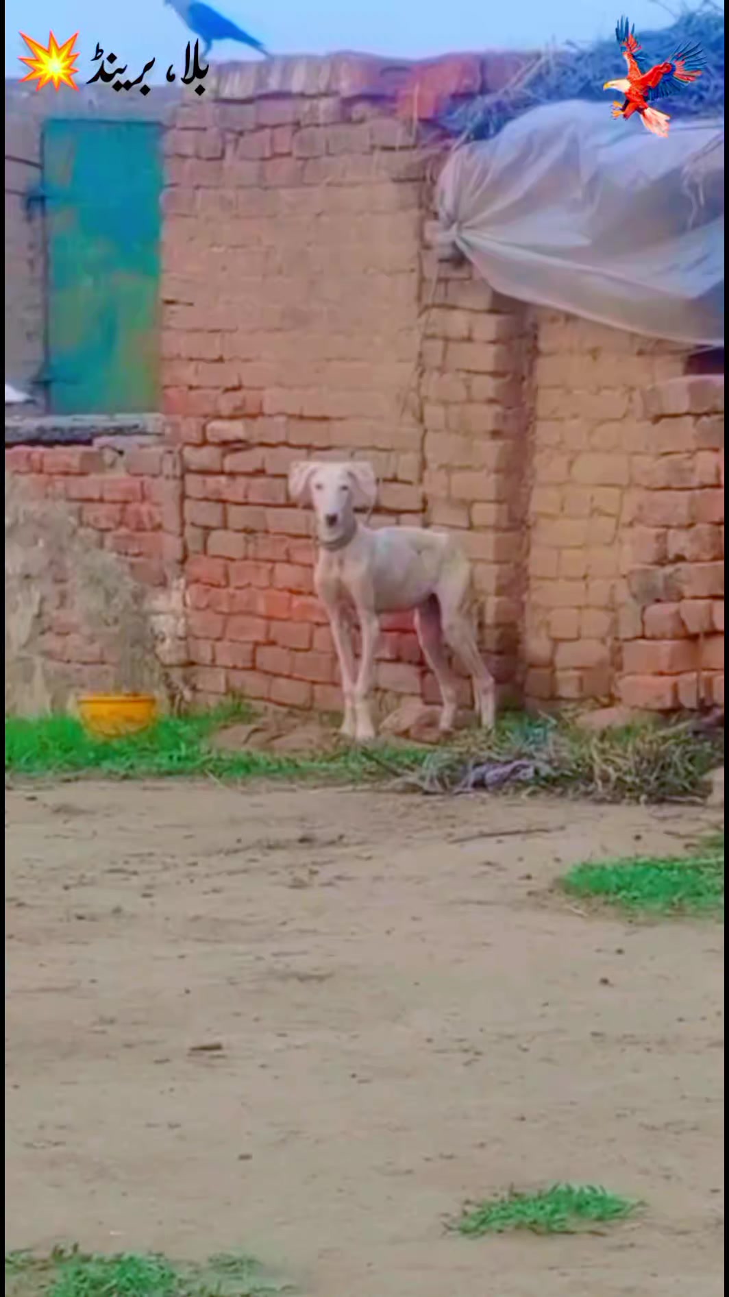 @*_❉্᭄͜͡_⤹⃝ Azad* *Group❉্᭄͜͡*
