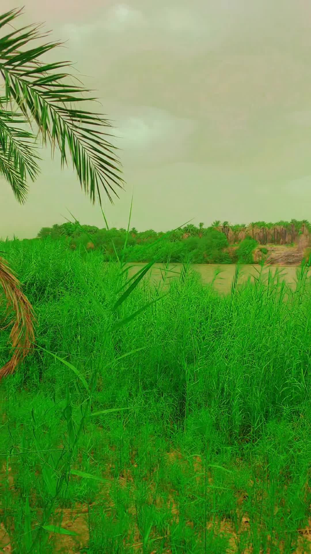 @مزمل