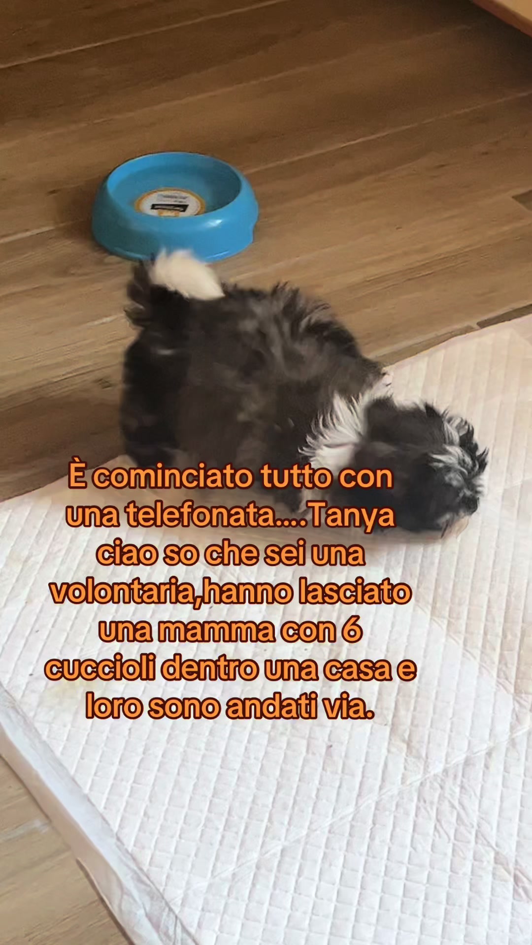 @Tanya Volontaria Animalista