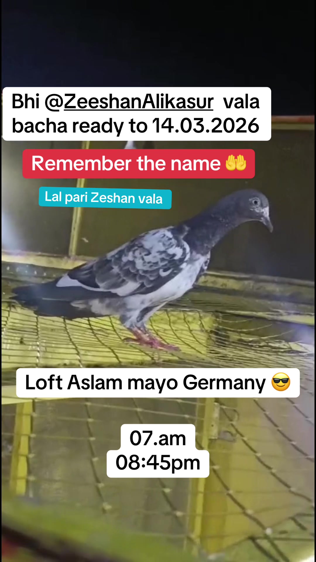 @Aslam Mayo Germany 🇩🇪