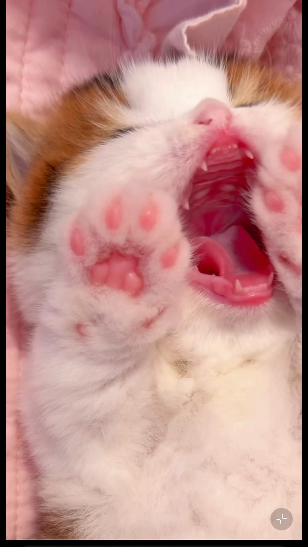 @My Daily Dose of Aww