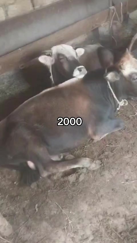@Kenan_makler_elan_xeber