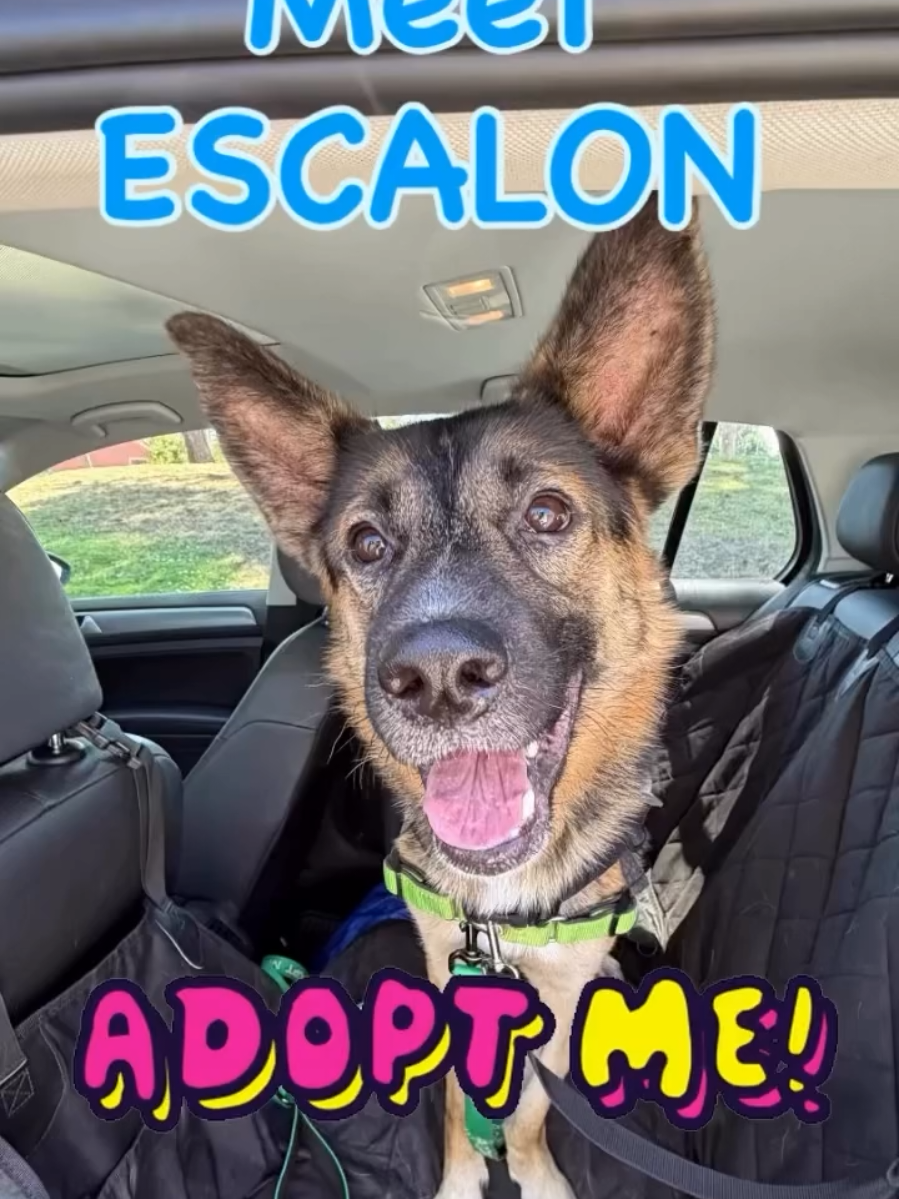 @Oakland Animal Services