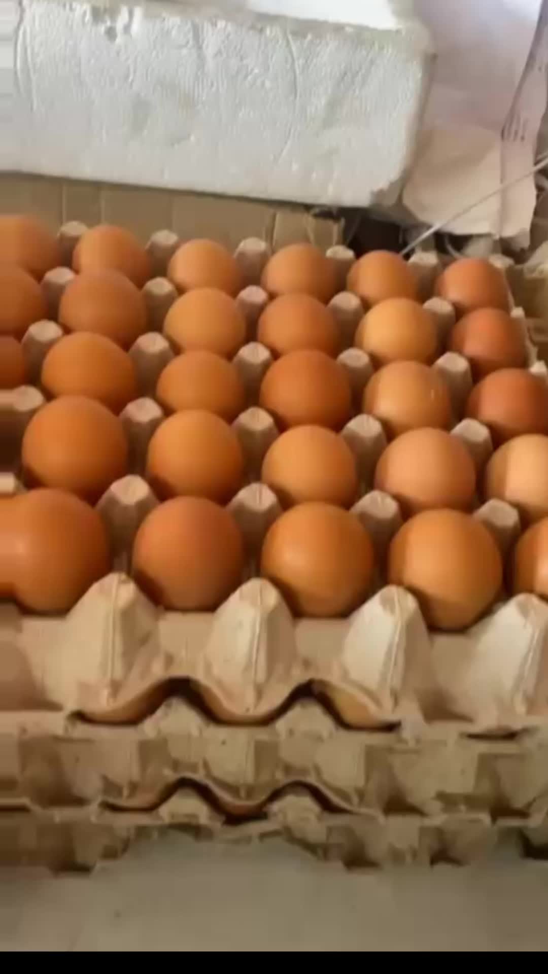 @Eggs-actly