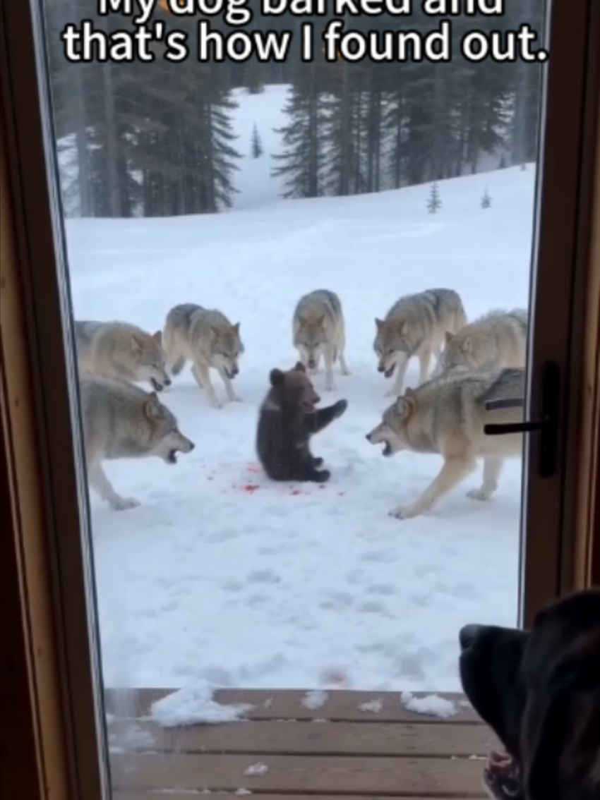 @PawsUnited