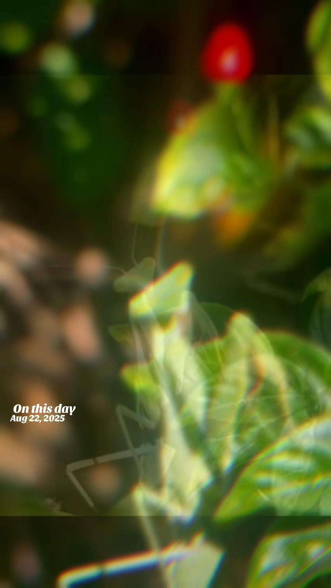 @🐉MA👁️🌹RA☀️717🪽