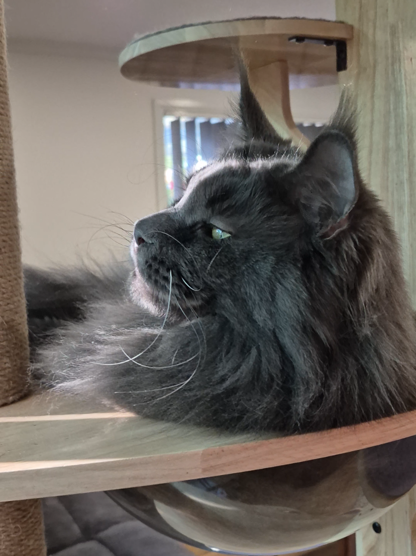 @Ragnar the Maine Coon 🐈