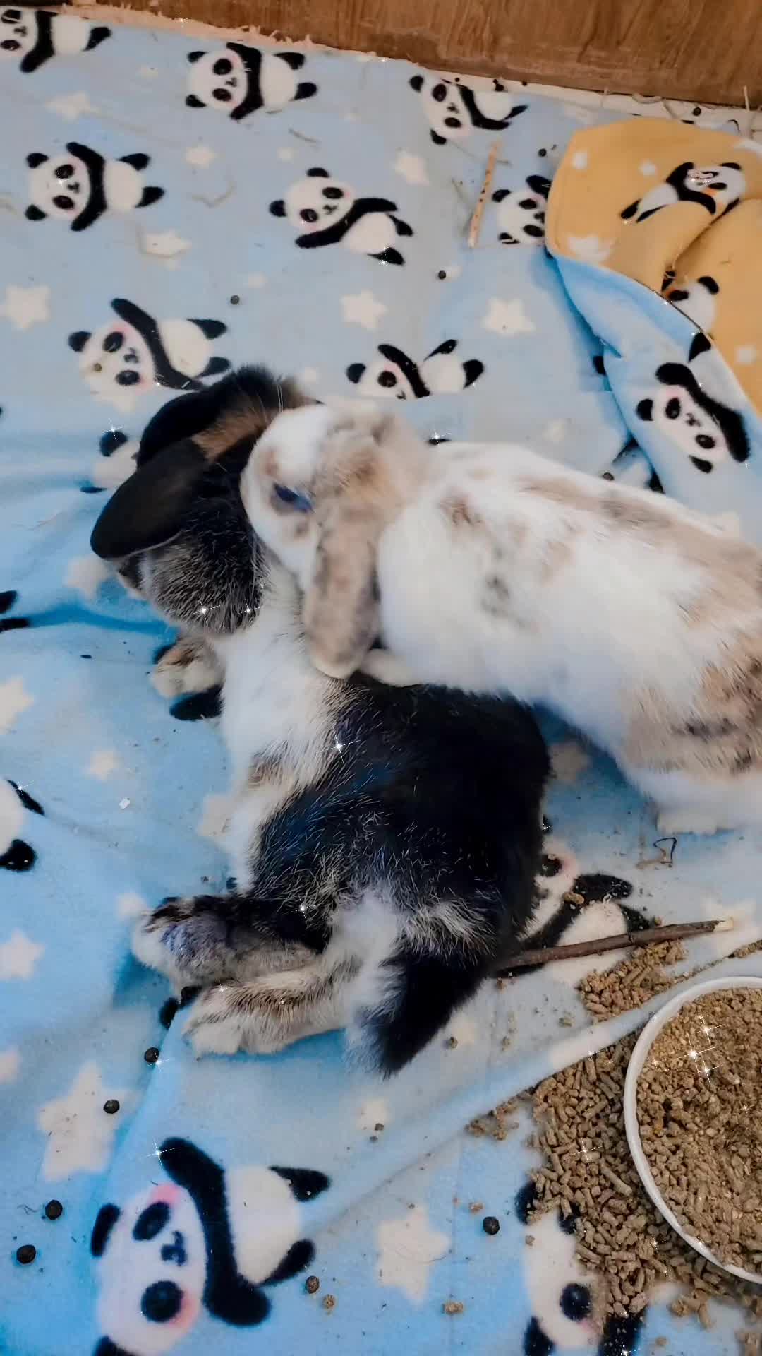 @sweet_maple_panda